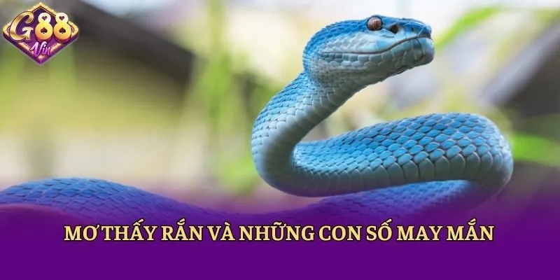 Mơ thấy rắn và những con số may mắn